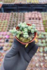 Delosperma lehmannii Sukulent - Görsel 2