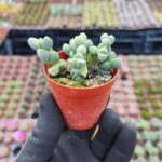 Delosperma lehmannii Sukulent