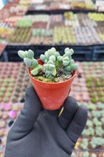 Delosperma lehmannii Sukulent