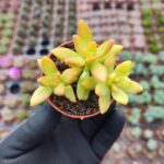 Sedum nussbaumerianum