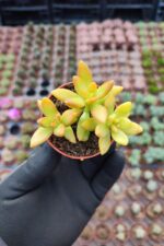 Sedum nussbaumerianum