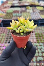 Sedum nussbaumerianum - Görsel 2