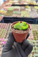 Opuntia subulata cristata - Görsel 3