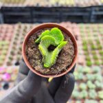 Opuntia subulata cristata