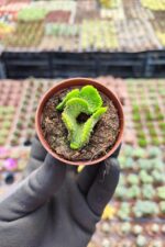 Opuntia subulata cristata