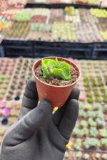 Opuntia subulata cristata - Görsel 2