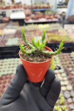 Euphorbia Medusa - Görsel 2