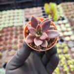 Echeveria Serrena Sukulent