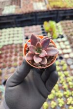 Echeveria Serrena Sukulent
