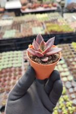 Echeveria Serrena Sukulent - Görsel 2