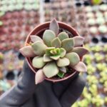 Anacampseros rufescens rubra