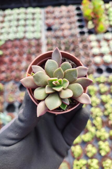 Anacampseros rufescens rubra