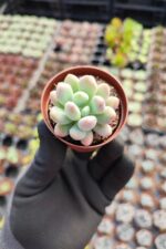 Pachyveria clavifolia - Görsel 2