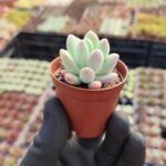 Pachyveria clavifolia