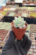 Pachyveria clavifolia