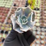 Echeveria Shaviana Sukulent