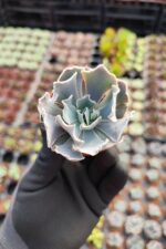 Echeveria Shaviana Sukulent