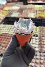 Echeveria Shaviana Sukulent - Görsel 2