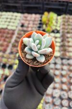 Echeveria Powderpuff Sukulent - Görsel 2