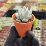 Echeveria Powderpuff Sukulent