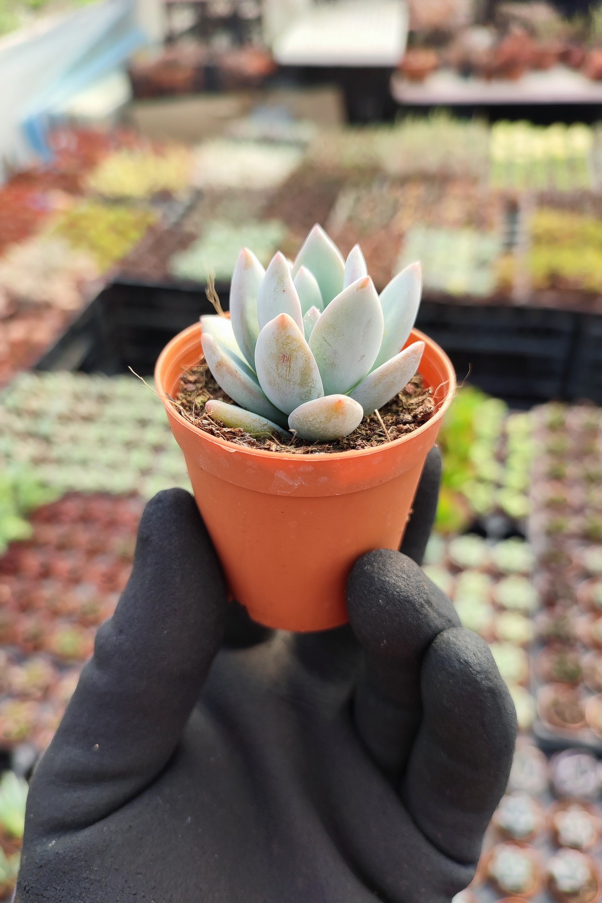 IMG_20260414_150648 Echeveria Powderpuff Sukulent - Görsel 1