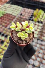 Portulacaria Afra Variegata - Görsel 2