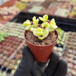 Portulacaria Afra Variegata