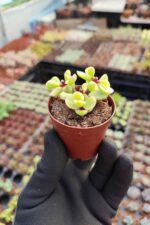 Portulacaria Afra Variegata