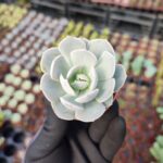 Echeveria Lola Sukulent