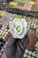 Echeveria Lola Sukulent