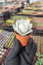 Echeveria Lola Sukulent - Görsel 2