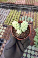 Sedum Burrito Sukulent - Görsel 2