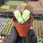 Sedum Burrito Sukulent