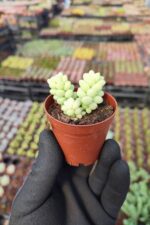 Sedum Burrito Sukulent