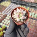 Pachyphytum compactum red tips