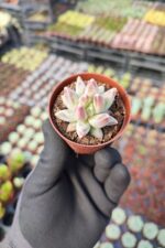 Pachyphytum compactum red tips