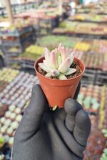 Pachyphytum compactum red tips - Görsel 2