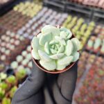Echeveria Dondo