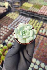Echeveria Dondo