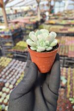 Echeveria Dondo - Görsel 2