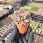 Graptosedum bronze