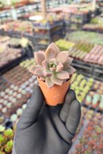 Graptosedum bronze