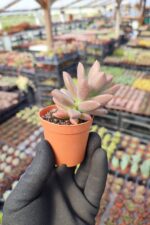 Graptosedum bronze - Görsel 3