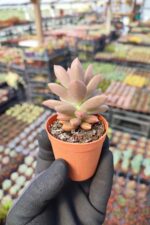 Graptosedum bronze - Görsel 2