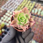 Aeonium Leucoblepharum