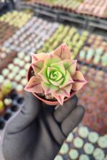 Aeonium Leucoblepharum