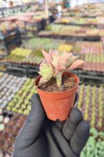 Aeonium Leucoblepharum - Görsel 2