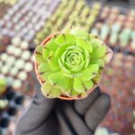 Aeonium Arboreum Sukulent