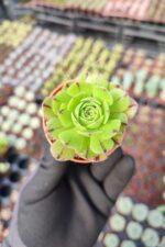 Aeonium Arboreum Sukulent