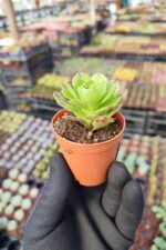 Aeonium Arboreum Sukulent - Görsel 2